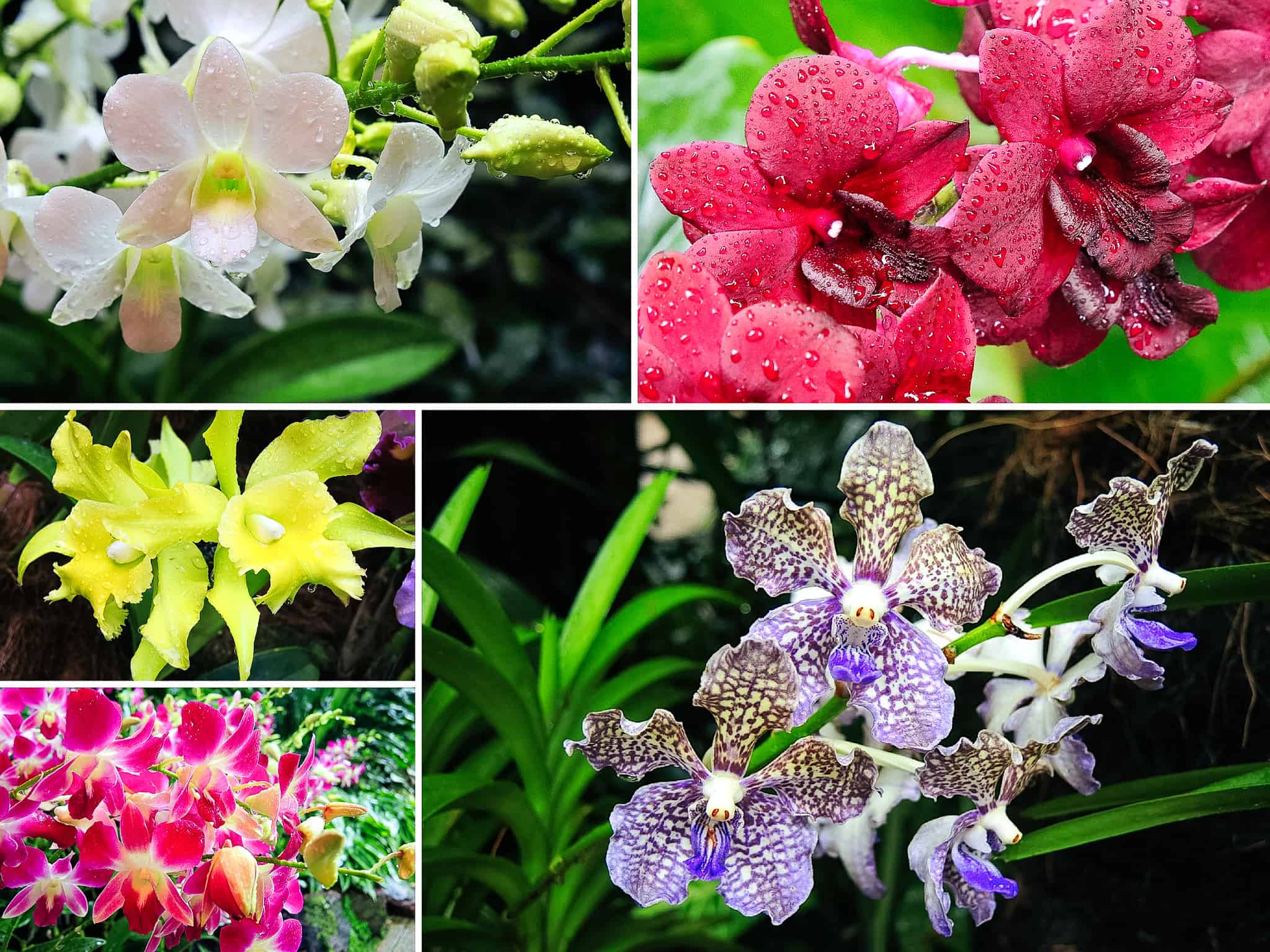 Ogrody Botaniczne Singapuru