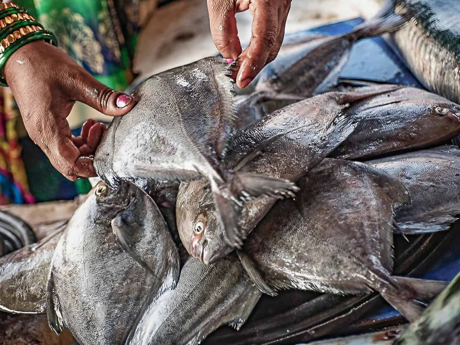 Doki Sassoon. Targ rybny w Bombaju.